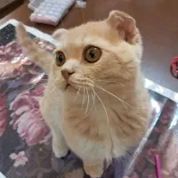 گربه اسکاتیش|گربه|ارومیه, |دیوار