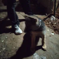 توله ژرمن|سگ|لاهیجان, گلستان|دیوار