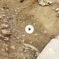 واگذاری سگ نگهبان نر|سگ|کرمانشاه, |دیوار