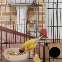 جفت فنچ گلدین|پرنده|باوی, |دیوار