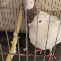 طوقی جوجه.جفت|پرنده|نیشابور, شریعتی|دیوار