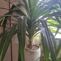 گل آپارتمانی پاندانوس به همراه گلدان