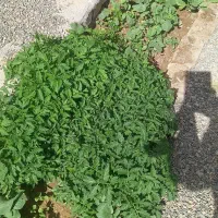 نهال گوجه وفلفل دلمه