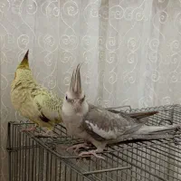 عروس هلندی جفت مولد|پرنده|باقرشهر, |دیوار