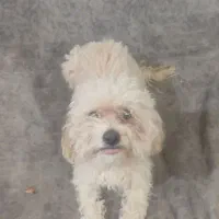 توی پودل|سگ|قم, شهر قائم|دیوار