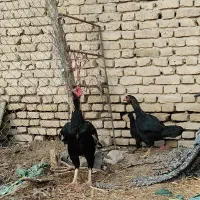 خروس لاری اصل افغان 2ساله