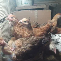 فروش تعدادی جوجه محلی وکاکلی|حیوانات مزرعه|لنگرود, |دیوار