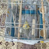 عروس هلندی نر و ماده با قفس|پرنده|شهریار, شهرک امیریه|دیوار