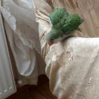 طوطی راهب ۴۵روزه|پرنده|تبریز, |دیوار