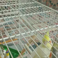 عروس هلندی|پرنده|قائن, |دیوار