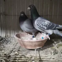 کبوتر مسافتی و پلاکی|پرنده|اصفهان, عمان سامانی|دیوار