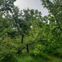 فروش یک قطعه باغ در ساردوئیه روستای قنات بید