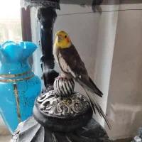 طوطی هلندی سخنگو
