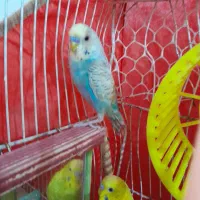 پرنده خانگی|پرنده|تربت جام, پاسداران|دیوار