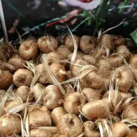 خرید و فروش پیاز زعفران