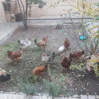 مرغ محلی با جوجه محلی