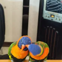 طوطی لری و طوطی راهب نر سخنگو|پرنده|شیراز, دروازه قران|دیوار