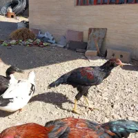 فروش خروس بجه لاری