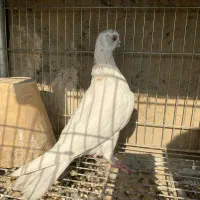 کبوتر پرشی|پرنده|اصفهان, باب الدشت|دیوار