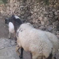 گوسفند نر قوچ