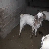 کهره و بره چاق گوشتی