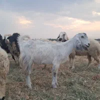 بز آبستن و بره نر