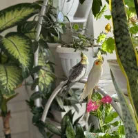 عروس هلندی|پرنده|بافت, |دیوار