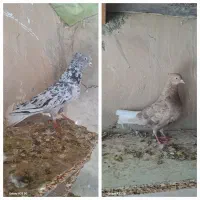 کبوتر دمسفید