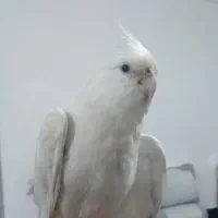 عروس آلبینو