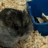 همستر بند انگشتی