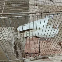 9عدد کبوتر خوب|پرنده|اردبیل, |دیوار