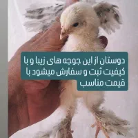 جوجه برهما لایت سن ۱ روزه تا ۳۰ روزه