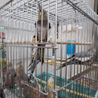 عروس هلندی دستی بازیگوش پرنده تزئینی جوجه|پرنده|تهران, تهرانپارس شرقی|دیوار