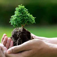 باغبانی و درختکاری