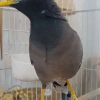 مرغ مینا سخنگو