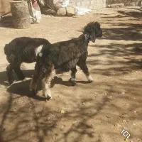 میش قوچ. بره ترکی|حیوانات مزرعه|کوهرنگ, |دیوار