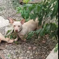 سگ پاکوتاه فروشی