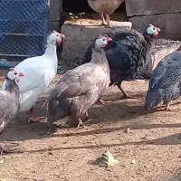 قو قاز و مرغ شاخ دار|حیوانات مزرعه|آستانه اشرفیه, |دیوار