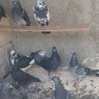 ده کبوتر خورموج|پرنده|خورموج, |دیوار