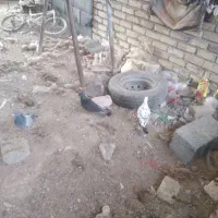 کبوتر سبز.سفید.اوگن.زاغ.سار|پرنده|جغتای, |دیوار