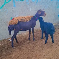 گوسفندهای بره دار اصل قزل افشاری درجه یک(گوسفند