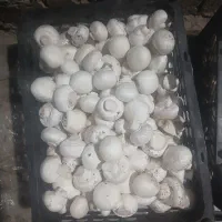 قارچ|خوردنی و آشامیدنی|مشهد, ایثارگران|دیوار