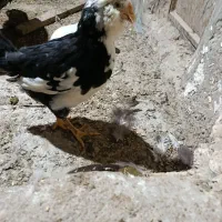مرغ و خروس گلین  و نیمچه