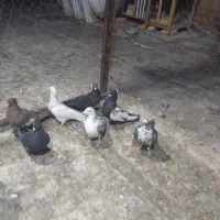 کفترجفتی تک پروندنی|پرنده|فسا, |دیوار