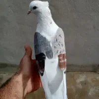 کفتر دورنگ میهام