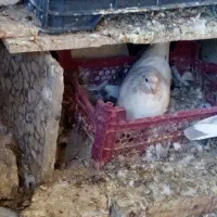 کبوتر پاکستانی و تهرانی|پرنده|هامون, |دیوار