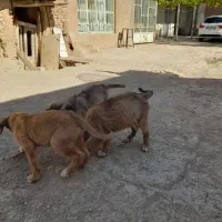 توله سرابی|سگ|شراء, |دیوار