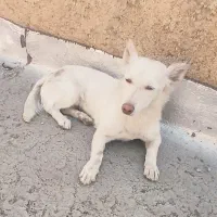 سگ خانگی