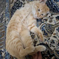 واگذاری بچه گربه
