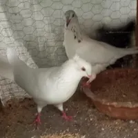 کبوتر جفت